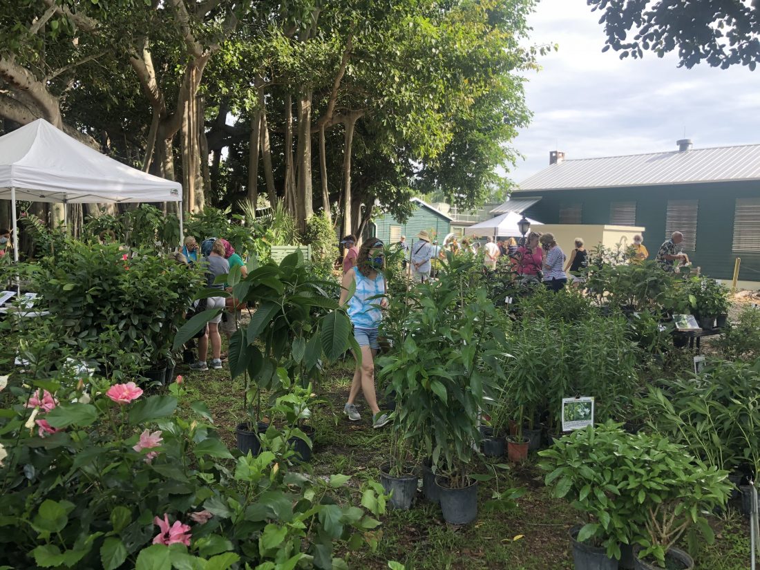 Edison, Ford Winter Estates to host plant sale News, Sports, Jobs